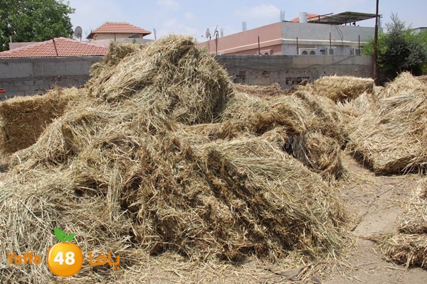 abo selmeiy 0528 (30).JPG